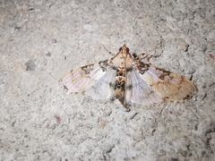 Azochis rufidiscalis