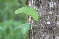 Passiflora colinvauxii