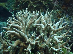 Porites nigrescens