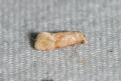 Platphalonidia magdalenae