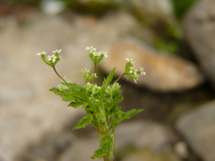 Scandiceae