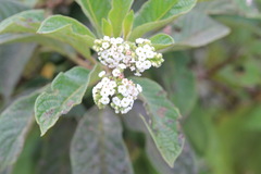 Tournefortia pubescens