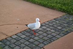 Chroicocephalus novaehollandiae