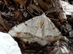 Selidosema brunnearia