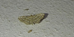 Scopula calotis