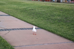 Chroicocephalus novaehollandiae