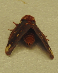 Citheronia