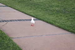 Chroicocephalus novaehollandiae