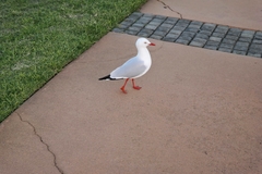 Chroicocephalus novaehollandiae