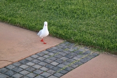 Chroicocephalus novaehollandiae