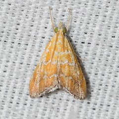 Xanthophysa psychicalis