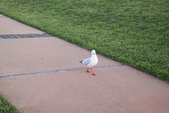 Chroicocephalus novaehollandiae