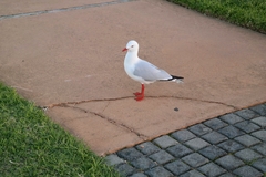 Chroicocephalus novaehollandiae