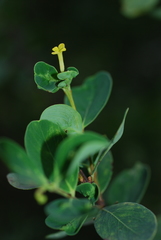 Wikstroemia indica