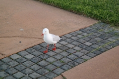 Chroicocephalus novaehollandiae