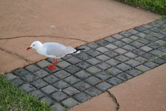 Chroicocephalus novaehollandiae