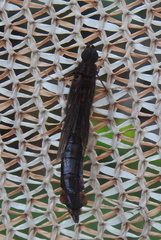 Atractocerus brasiliensis