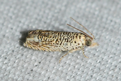 Eucosma argutipunctana