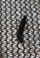 Atractocerus brasiliensis