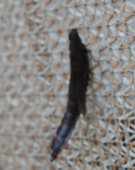 Atractocerus brasiliensis