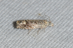 Eucosma argutipunctana