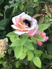 Xylocopa