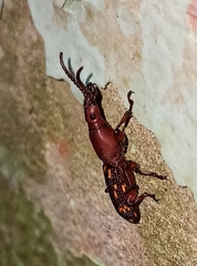 Arrhenodini
