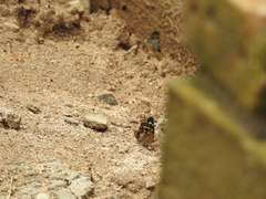 Chlosyne theona brocki