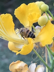 Apis mellifera