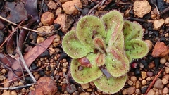 Drosera collina
