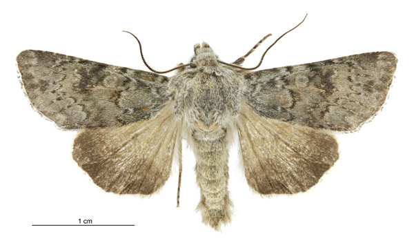 Ichneutica cuneata