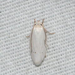 Antaeotricha albulella
