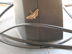 Apilocrocis brumalis