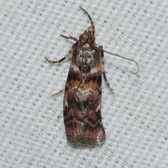 Dioryctria pygmaeella