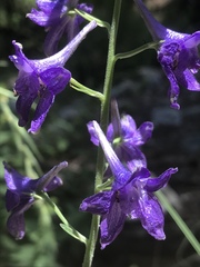 Delphinium scopulorum