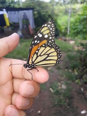Danaus plexippus nigrippus