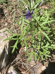 Delphinium scopulorum