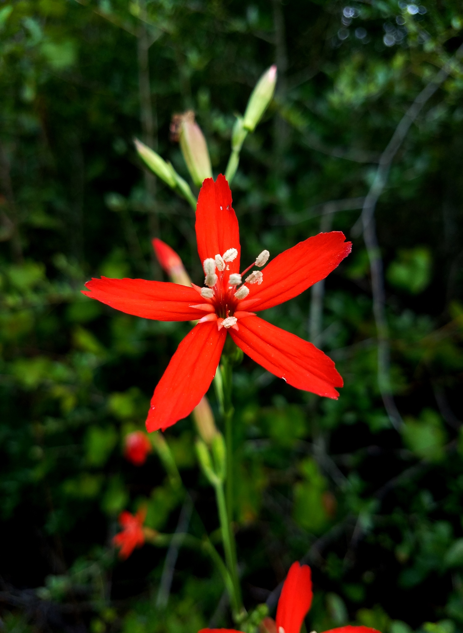 Silene subciliata