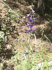 Delphinium scopulorum