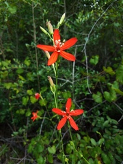 Silene subciliata