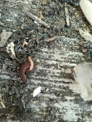 Oroperipatus eisenii