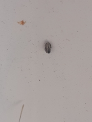 Trypetimorpha occidentalis