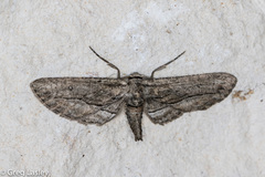 Holochroa dissociarius