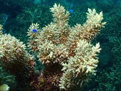 Acropora echinata