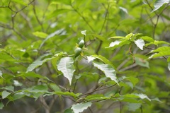 Tabernaemontana hannae