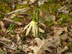 Narcissus triandrus