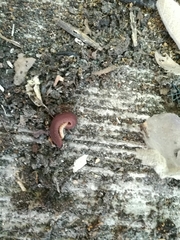 Oroperipatus eisenii