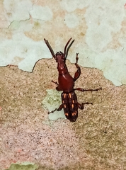 Arrhenodini