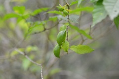 Tabernaemontana hannae