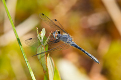 Nannothemis bella